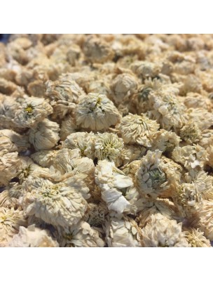 Image de Camomille romaine Bio (noble) - Fleurs 50g - Tisane d'Anthemis nobilis depuis Euphraise officinale - Partie aérienne - 100g