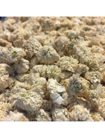 Image de Camomille romaine Bio (noble) - Fleurs 50g - Tisane d'Anthemis nobilis depuis ▷▷ Tisanes de plantes commençant par la lettre C