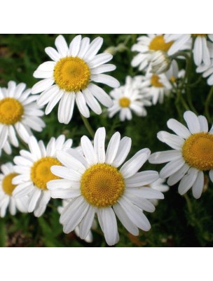 Image 16533 supplémentaire pour Camomille romaine Bio (noble) - Fleurs 50g - Tisane d'Anthemis nobilis