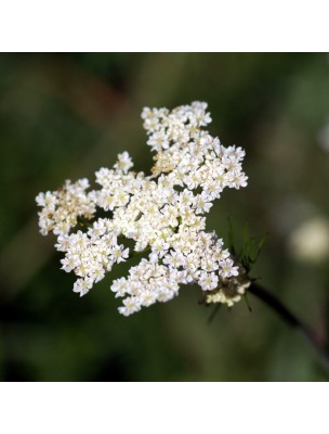 https://www.louis-herboristerie.com/16537-home_default/caraway-organic-seeds-100g-herbal-tea-from-carum-carvi-l.jpg