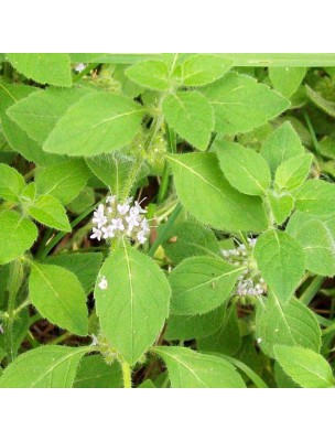 Image 16545 supplémentaire pour Menthe des champs Bio - Huile essentielle Mentha arvensis 10 ml - Pranarôm