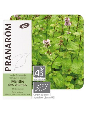 Image de Field Mint Bio - Essential Oil Mentha arvensis 10 ml - Pranarôm depuis Essential oils for tonus