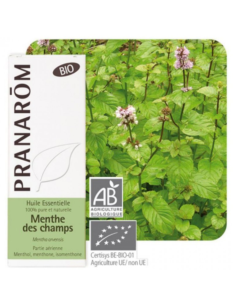 Image principale de la modale pour Menthe des champs Bio - Huile essentielle Mentha arvensis 10 ml - Pranarôm