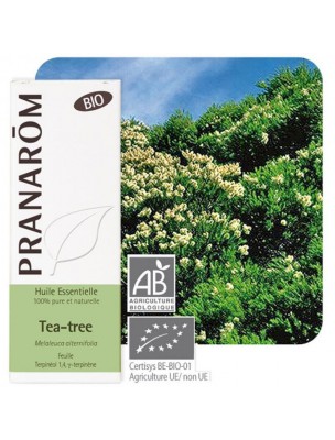 Image de Tea tree Bio (Arbre à thé) - Huile essentielle de Melaleuca alternifolia 10 ml - Pranarôm via Chélidoine Bio - Verrues Teinture-mère 50 ml - Ladrôme