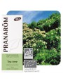 Image de Tea tree Bio (Arbre à thé) - Huile essentielle de Melaleuca alternifolia 10 ml - Pranarôm via Acheter Ajowan - Huile essentielle Trachyspermum ammi 10 ml -