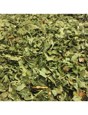 Image de Blackcurrant Organic - Broken leaves 100g - Herbal tea from Ribes nigrum L. via Buy Harpagophytum (Devil's Claw) Organic - Cut root 100g -