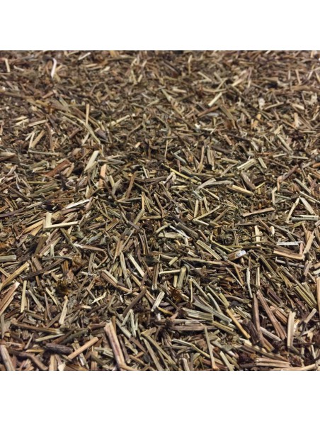 Achetez Chrysanthellum Bio - Partie aérienne coupée 100g - Tisane de Chrysanthellum americanum à l'herboristerie Louis Image principale de Chrysanthellum Bio - Partie aérienne coupée 100g - Tisane de Chrysanthellum americanum