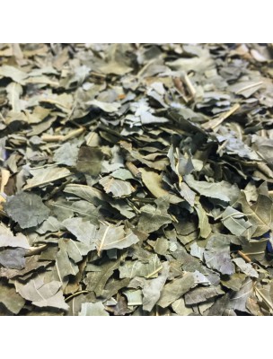 Image de Frêne Bio - Feuilles coupées 100g - Tisane de Fraxinus excelsior L. via Frêne Macérat de bourgeons Bio Alphagem