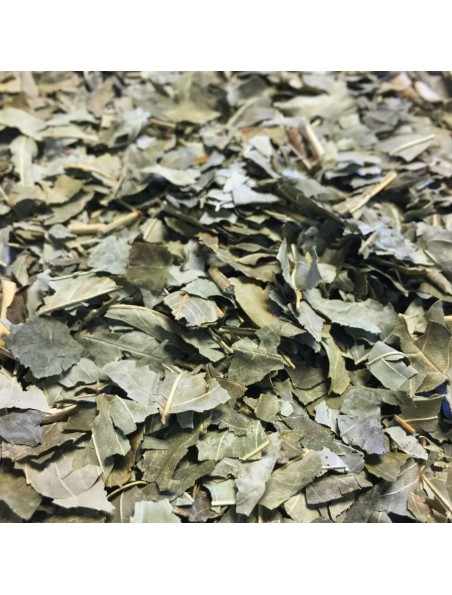 Achetez Frêne Bio - Feuilles coupées 100g - Tisane de Fraxinus excelsior L. à l'herboristerie Louis Image principale de Frêne Bio - Feuilles coupées 100g - Tisane de Fraxinus excelsior L.