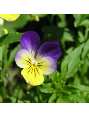Pensée sauvage Bio - Peau Teinture-mère Viola tricolor 50 ml - Biover