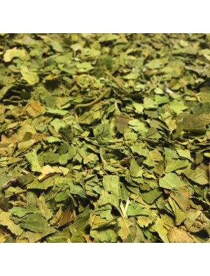 Image de Gymnema sylvestre - Feuille coupée 100g - Tisane de Gymnema sylvestris via Be-Life - Actichrome - Glycémie normale et Energie