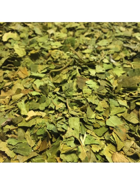 Gymnema sylvestre - Feuille coupée 100g - Tisane de Gymnema sylvestris