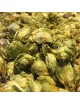 Houblon Bio - Le cône 50g -Tisane d\'Humulus lupulus