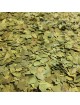 Laurier noble Bio - Feuilles coupées 50g - Tisane de Laurus nobilis L.