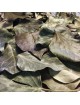 Lierre grimpant Bio - Feuilles 50g - Tisane d\'Hedera helix L.