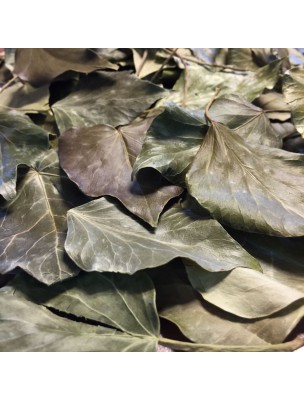 Image de Lierre grimpant Bio - Feuilles 50g - Tisane d'Hedera helix L. depuis Commandez les produits Louis Bio à l'herboristerie Louis