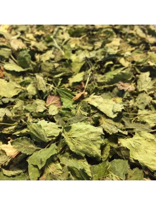 Image de Mélisse Bio - Feuilles entières 50g - Tisane Melissa officinalis L. via Galanga en poudre 100g - Tisane Alpinia officinarum