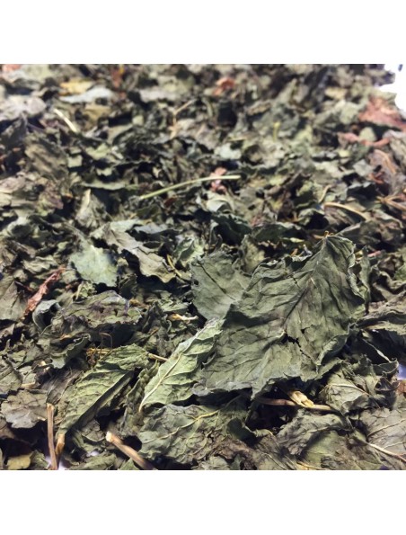 Image principale de Menthe Nanah dite Douce Bio - Feuilles entières 50g - Tisane de Mentha spicata var nanah