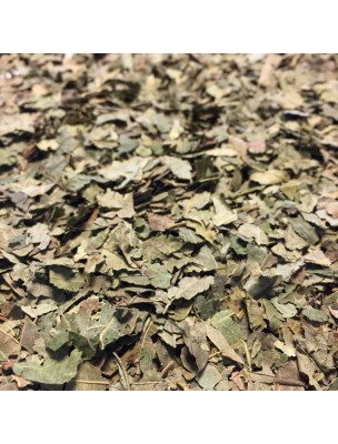 Image de Noyer Bio - Feuilles coupées 100g -Tisane de Juglans regia L. via Myrtille Bio Tisane - Feuilles coupées 100g