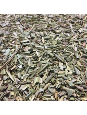 Image de Olivier Bio - Feuilles coupées 100g - Tisane d'Olea europaea L. via Olivier Macérât de jeune pousse Bio - Coeur et Purification - Herbiolys