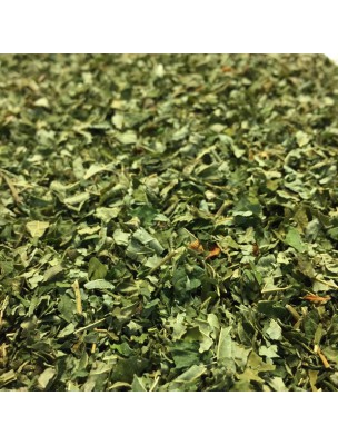 Image de Noisetier Bio - Feuilles coupées 100g - Tisane de Corylus avellana L. depuis ▷▷ Tisanes de plantes commençant par la lettre N