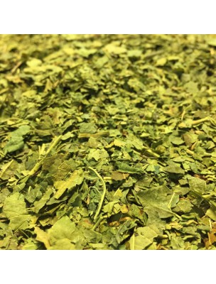 Image de Mûrier noir - Feuilles coupées 100g - Tisane Morus nigra L. depuis Résultats de recherche pour "Moringa Mint Or"