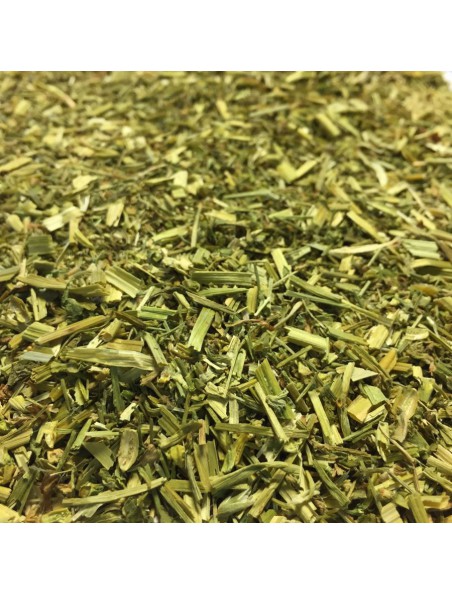 Achetez Pensée sauvage Bio - Partie aérienne coupée 100g - Tisane de Viola arvensis Murray à l'herboristerie Louis Image principale de Pensée sauvage Bio - Partie aérienne coupée 100g - Tisane de Viola arvensis Murray