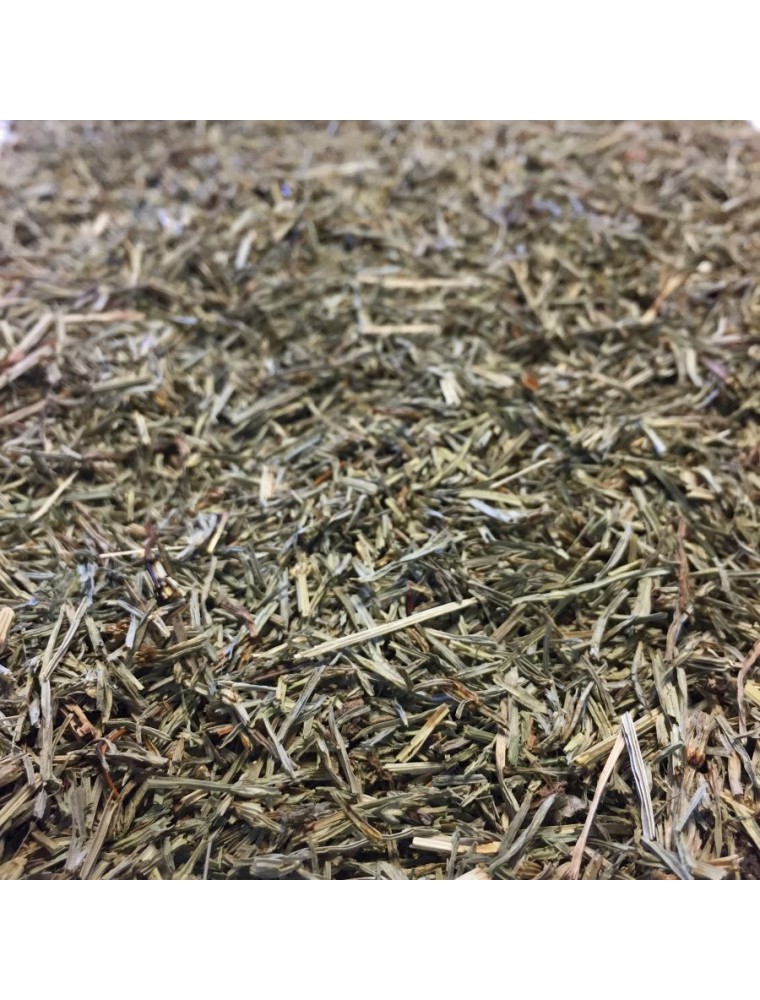 Image principale de la modale pour Prêle Bio - Partie aérienne coupée 100g - Tisane d'Equisetum arvense L.