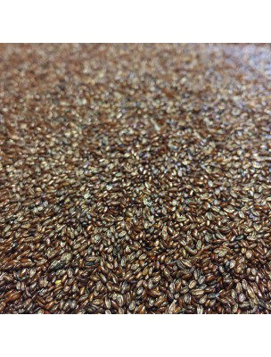 Image de Psyllium noir (Ispaghul) Bio - Graines 250g - Tisane de Plantago afra L. depuis Gentiane jaune - Tonique Teinture-mère 50 ml - Herbiolys