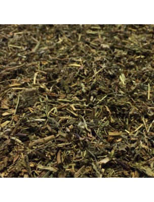 Image de Véronique d'Europe - Partie aérienne coupée 100g - Tisane Veronica officinalis depuis louis-herboristerie