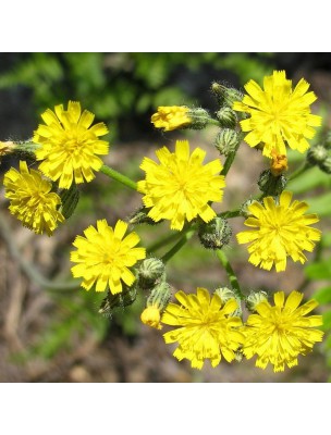 Image 16843 supplémentaire pour Piloselle - Partie aérienne coupée 100g - Tisane de Hieracium pilosella L.