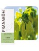 Céleri (Ache des marais) - Huile essentielle Apium graveolens var. dulce 10 ml - Pranarôm