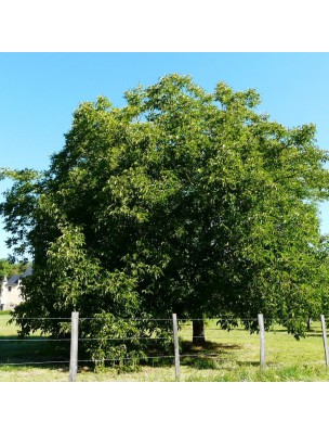 Image 16877 supplémentaire pour Noyer - Feuilles coupées 100g -Tisane de Juglans regia L.