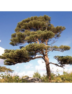 Image 16909 supplémentaire pour Pin Sylvestre Bio - Défenses naturelles Teinture-mère Pinus Sylvestris 50 ml - Ladrôme