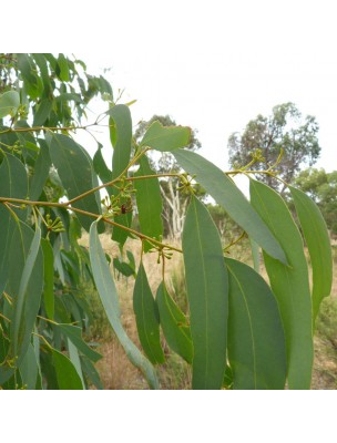 Eucalyptus radié Bio - Huile essentielle Eucalyptus radiata 5 ml - Primavera