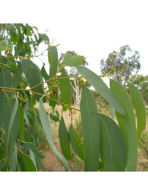 Image 16918 supplémentaire pour Eucalyptus radié Bio - Huile essentielle Eucalyptus radiata 5 ml - Primavera