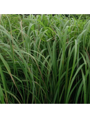 https://www.louis-herboristerie.com/16924-home_default/lemongrass-bio-cymbopogon-nardus-essential-oil-5-ml-primavera.jpg