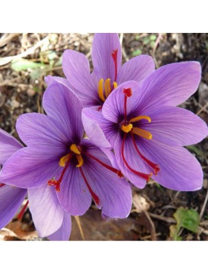 Image 16972 supplémentaire pour Safran Bio - Filament 1 gramme - Crocus sativus