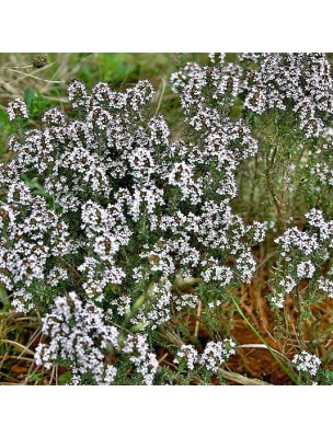 https://www.louis-herboristerie.com/17053-home_default/organic-thyme-leaves-100g-thymus-vulgaris-l-herbal-tea.jpg