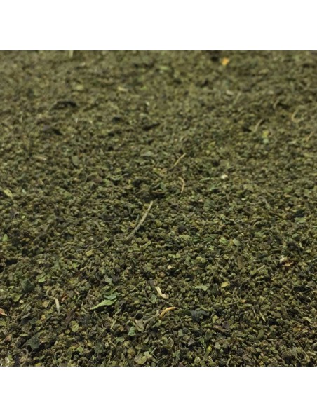 Image principale de Ortie Piquante - Fruit 100g - Tisane Urtica dioica L.