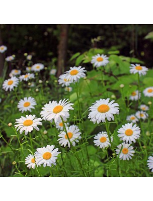 Image 17182 supplémentaire pour Grande Camomille Bio - Maux de tête Teinture-mère Leucanthemum parthenium 50 ml - Herbiolys