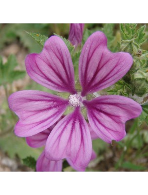 Image 17447 supplémentaire pour Mauve Bio - Feuilles coupées 100g - Tisane Malva sylvestris L.