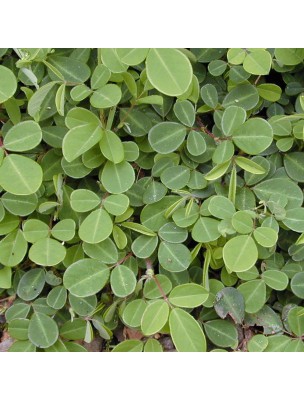 https://www.louis-herboristerie.com/17740-home_default/desmodium-aqueous-macerate-hepatoprotective-250-ml-herbalism-cailleau.jpg