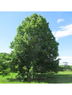 https://www.louis-herboristerie.com/17786-home_default/aqueous-macerate-of-linden-sapwood-antispasmodic-250-ml-herbalism-cailleau.jpg