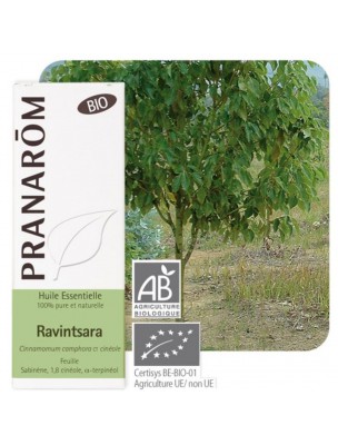 Image de Ravintsara Bio - Cinnamomum camphora Essential Oil 10 ml - Pranarôm depuis Ravintsara essential oils selected by our herbalist