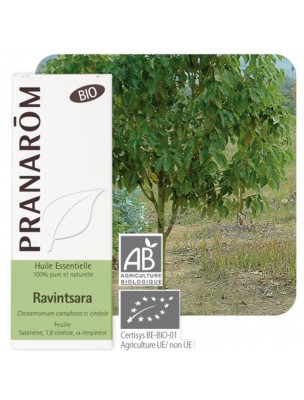 Image de Ravintsara Bio - Huile essentielle de Cinnamomum camphora 10 ml - Pranarôm depuis ▷ Meilleures ventes de plantes médicinales à l'herboristerie