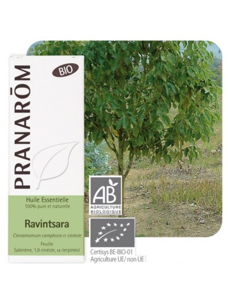 Ravintsara Bio - Huile essentielle de Cinnamomum camphora 10 ml - Pranarôm