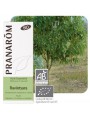 Image de Ravintsara Bio - Cinnamomum camphora Essential Oil 10 ml - Pranarôm via Buy Mountain Savory - Satureja montana Essential Oil 5
