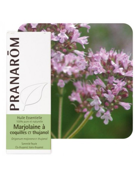 Marjolaine à coquilles ct Thujanol - Origanum majorana ct thujanol 5 ml - Pranarôm Marjolaine à coquilles ct Thujanol - Origanum majorana ct thujanol 5 ml - Pranarôm