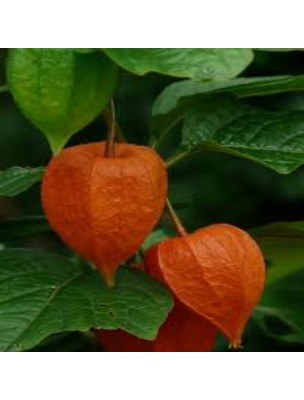 Image 18460 supplémentaire pour Alkékenge - Baies 100g - Tisane de Physalis alkekengi